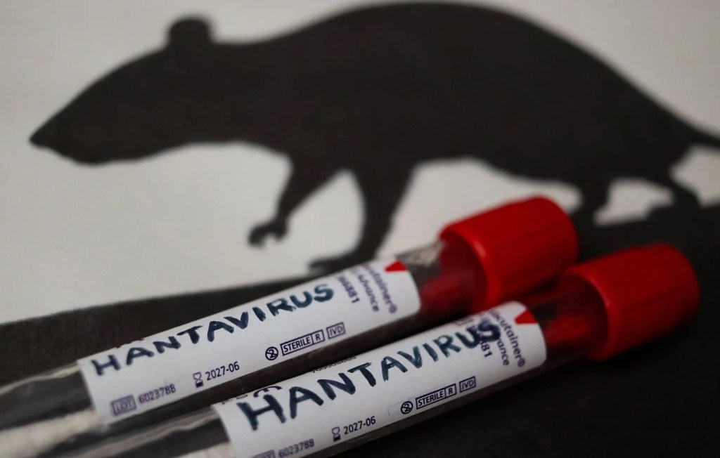 Hantavirus 2026 : faut-il craindre une nouvelle épidémie mondiale ?